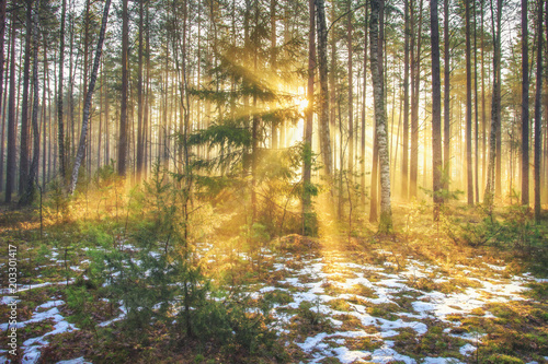 Spring forest in the early morning at sunrise. Landscape of forest nature. Sun rays through branches of trees. Wild nature. last snow in forest