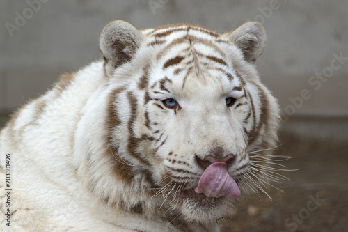 White bengal tiger 