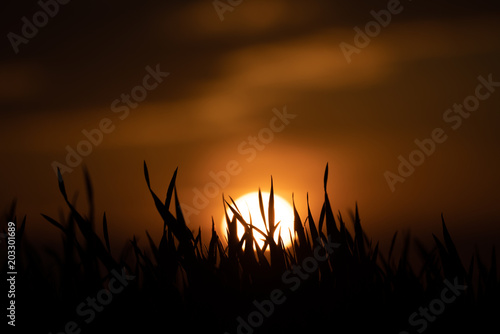The tall grass in the rays of the rising sun
