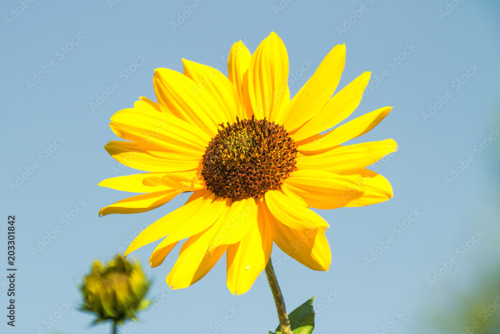 Flora, Pflanzen, Österreich, Herbst, Sommer, Natur, Gattungen Flora, Pflanzen, Österreich, Herbst, Sommer, Natur, Gattungen