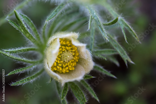  one, white pasque-flower, green leaves, blurred background, closeup