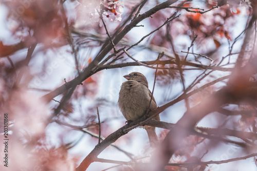 Sparrow on a pink apple tree blossom branch