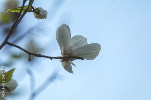 White magnolia blossom in the city street on spring sunny evening