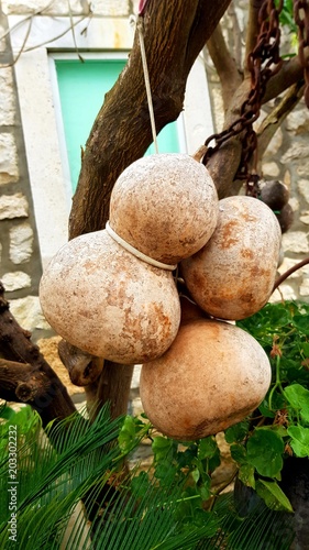 Gourds hanging from a branch in Croatia