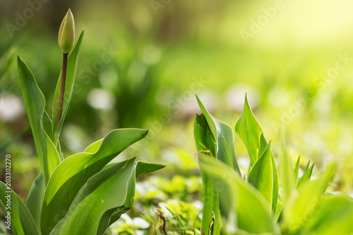Green summer background. Green flowers tulips in the flowerbed. Plants and flowers grow on the ground. Freshness of green leaf and grass in the sunlight