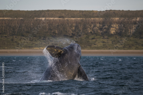 Whale jump , Patagonia