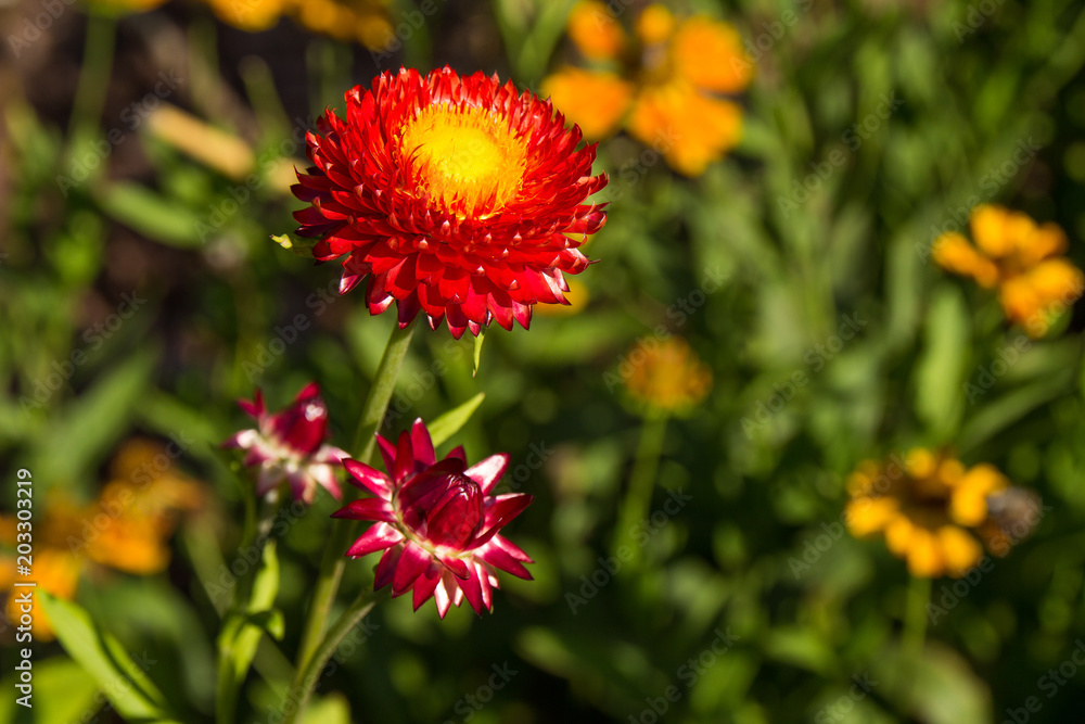 Natürlichkeit, Floral, Natur, Blumen, Schön, Hrebst, Sommer Natürlichkeit, Floral, Natur, Blumen, Schön, Hrebst, Sommer