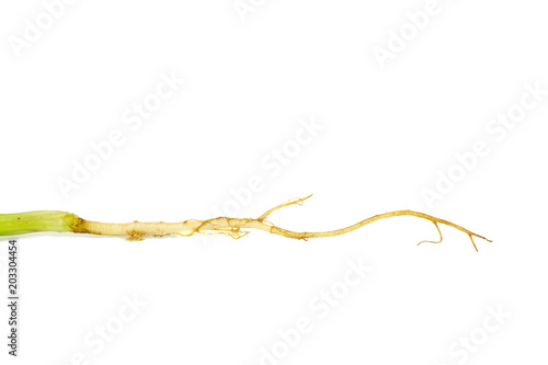 Coriander Root. isolated on white background