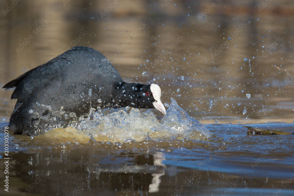 Naklejka premium coot running on water