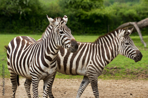 African striped coats zebras