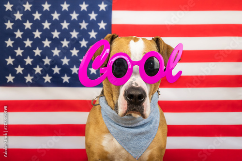 American independence day concept, staffordshire terrier dog, stars and stripes flag in studio. Cheerful and happy pitbull dog in "cool" masquerade eyeglasses and bandana pose in front of the USA flag © Photoboyko
