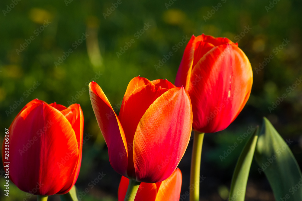 colorful tulips in early spring in the garden colorful tulips in early spring in the garden