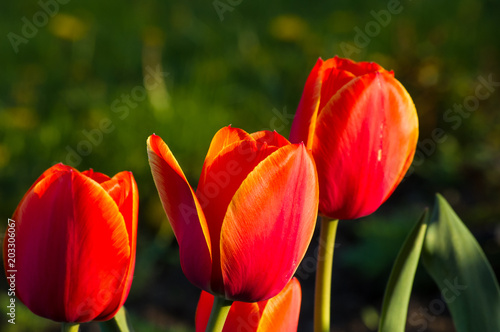 colorful tulips in early spring in the garden