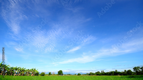 Rice fields with blue sky and clouds background.