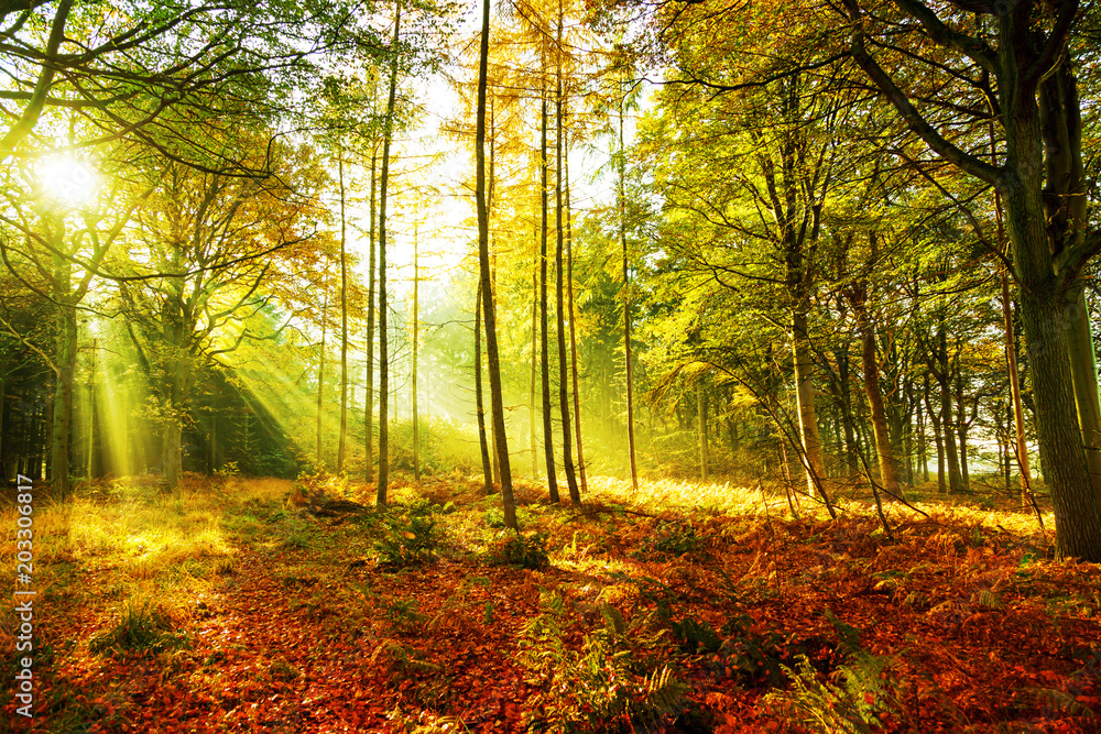 Mischwald im Herbst mit Sonnenstrahlen im Morgennebel