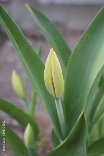 Pąk tuliana wczesną wiosną