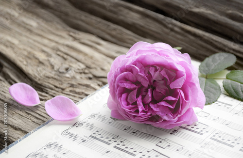 Alte Musiknoten mit erblühter Rose auf Holz Hintergrund (Rosaceae), Liebeskummer, Trauer, Tod 