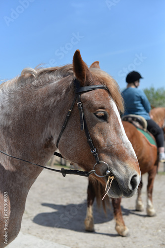 A beautiful animal pony horse of brown color © Sheviakova