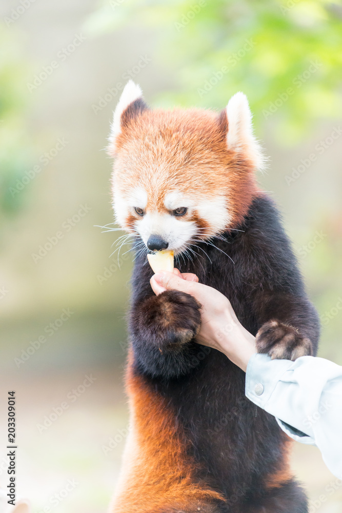 餌をもらうしぐさがかわいいレッサーパンダ Stock Photo Adobe Stock 餌をもらうしぐさがかわいいレッサーパンダ Stock Photo Adobe Stock