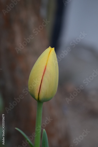Wiosenny tulipan w pąku