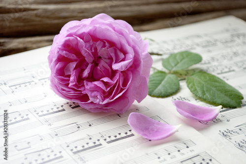 Alte Musiknoten mit erblühter Rose (Rosaceae), Liebe, Muttertag, Romantik