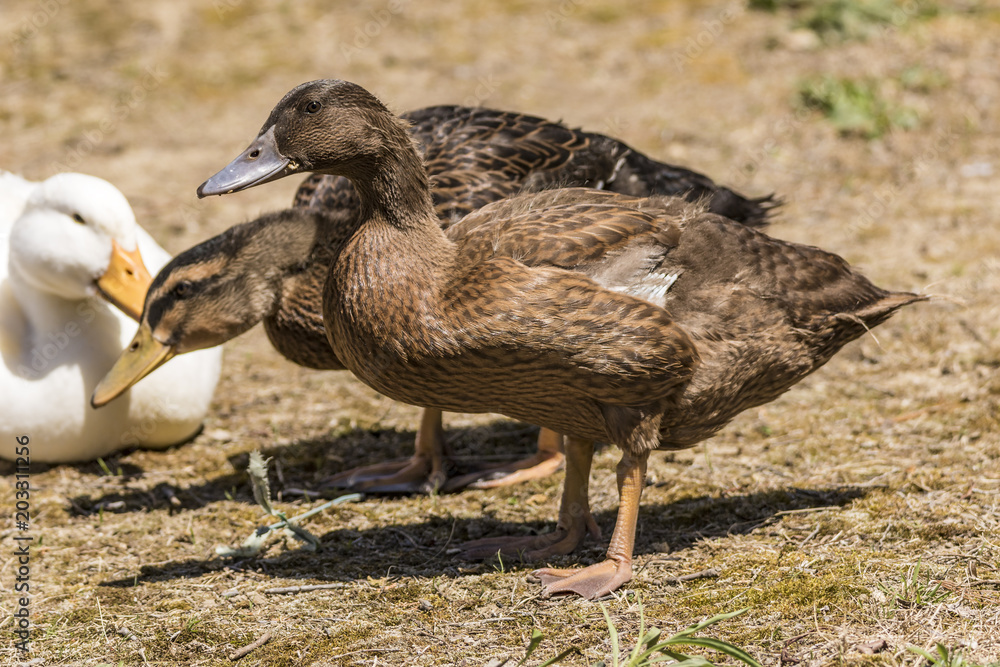 Female mallard visiting with friends. Female mallard visiting with friends.