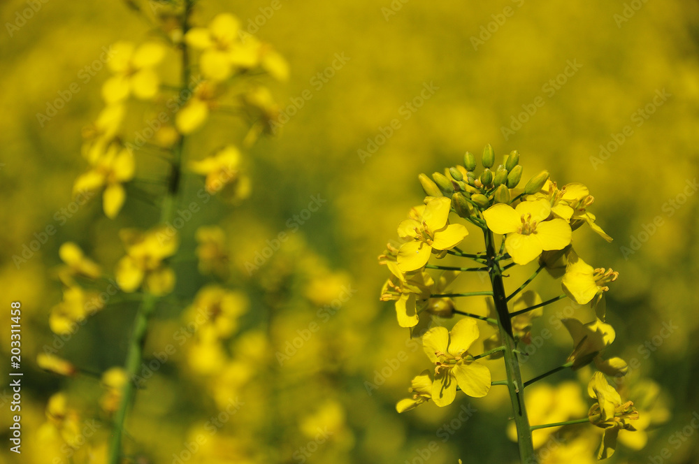 Fototapeta premium Rapsblüten im Feld