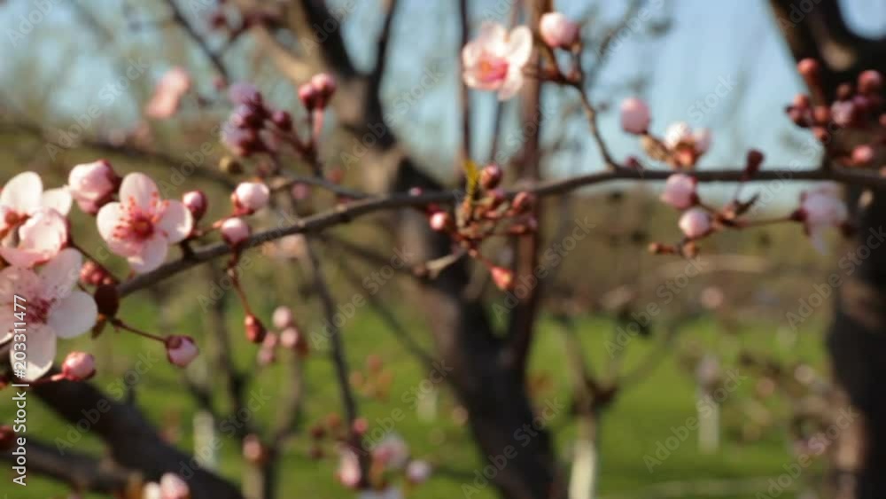 Cherry flowers blooming at tree branch in springtime swinging by wind, macro shot, selective focus Cherry flowers blooming at tree branch in springtime swinging by wind, macro shot, selective focus
