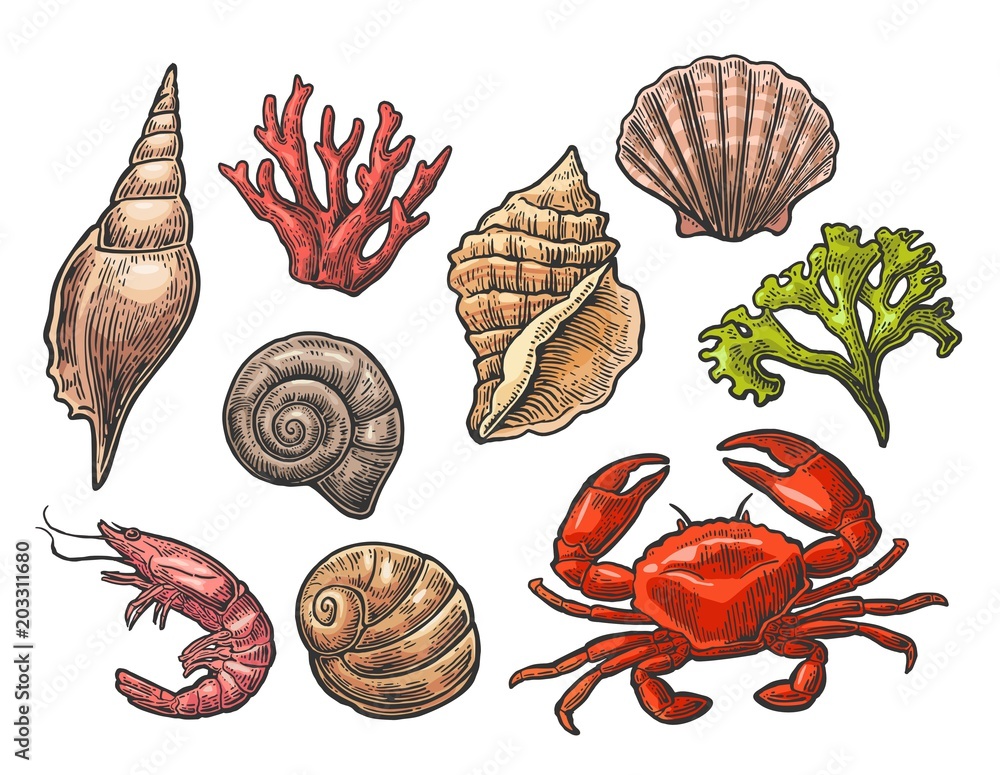 Set sea shell, coral, crab and shrimp. Stock Vector | Adobe Stock