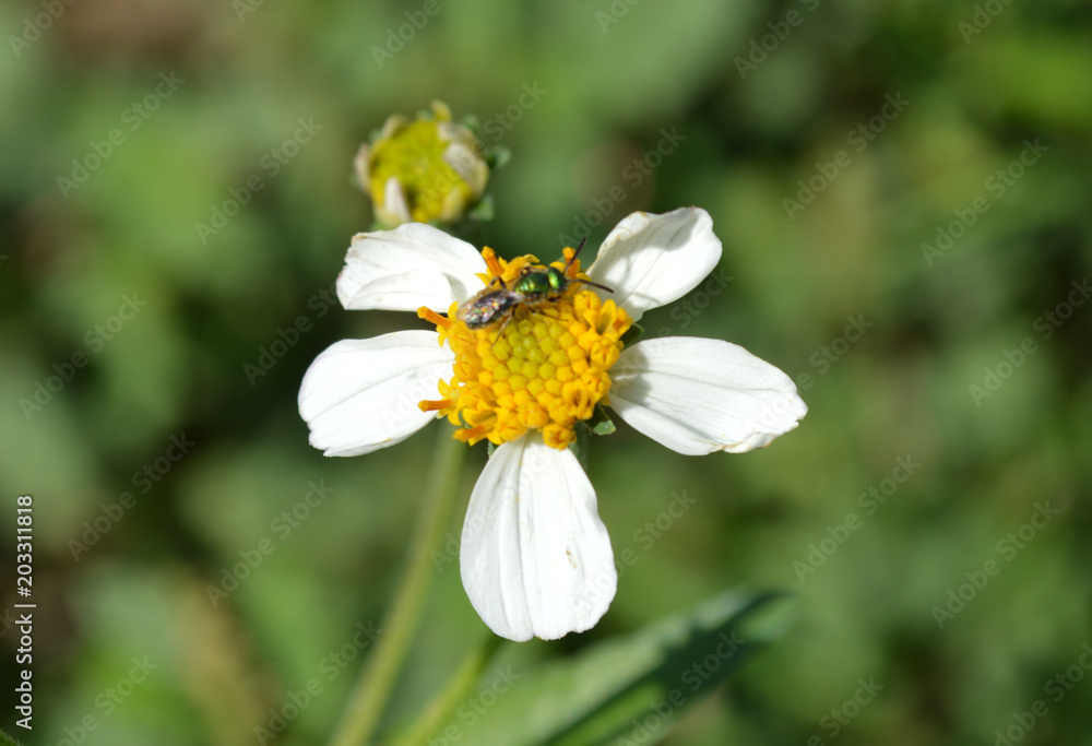 flor blanca flor blanca