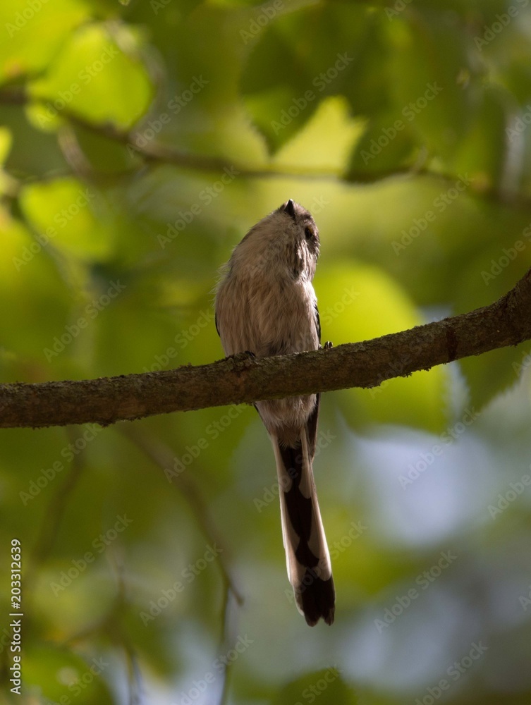 Naklejka premium Looking up at a Long Tailed Tit perching upon a branch