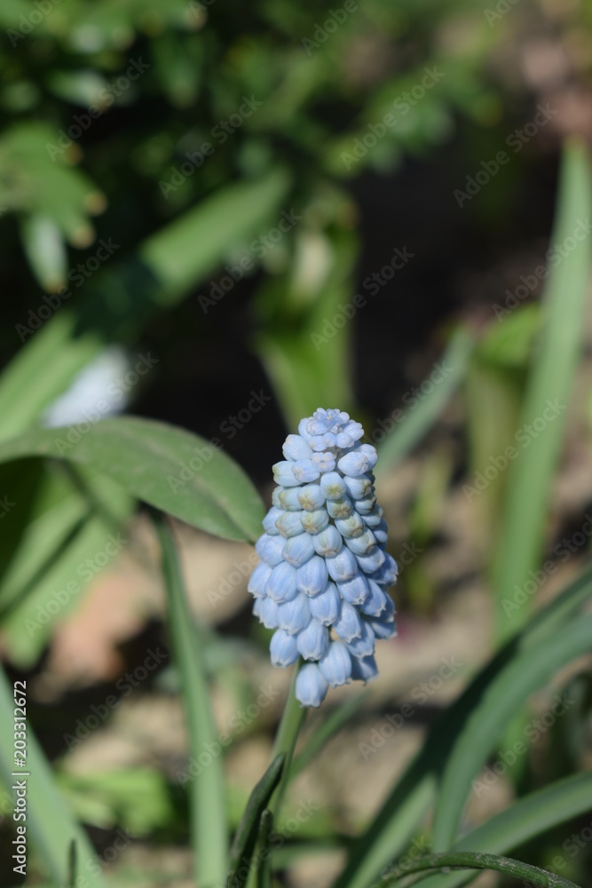 Fototapeta premium Jasnoniebieski szafirek odmiany Baby's Breath
