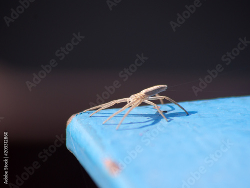 Ground spider (Ozyptila praticola) photo