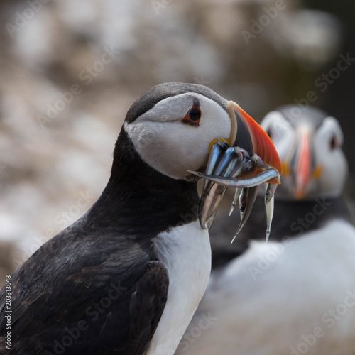 Puffin with fish in its mouth on Skomer Island © Peter