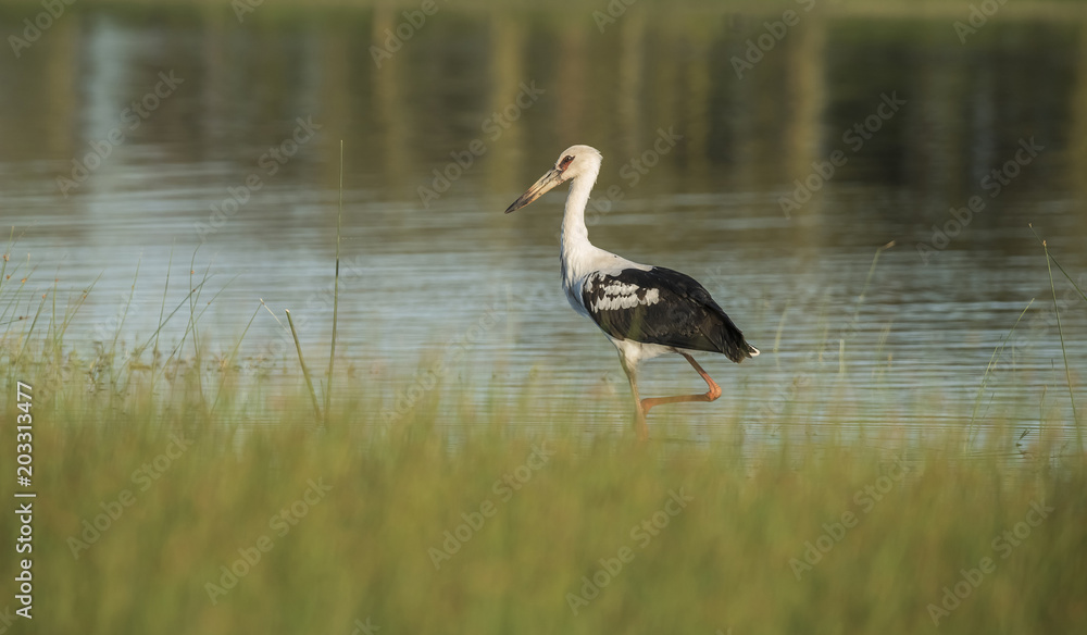 Obraz premium Maguari Stork, Argentina