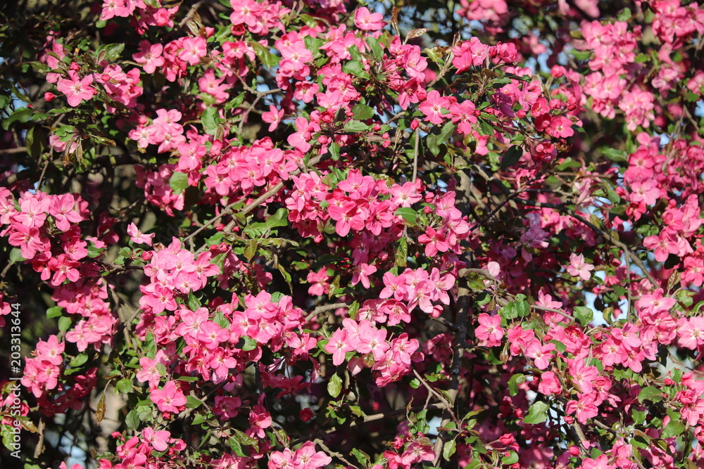 Flowers Flowers