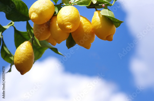 yellow lemons against blue sky
