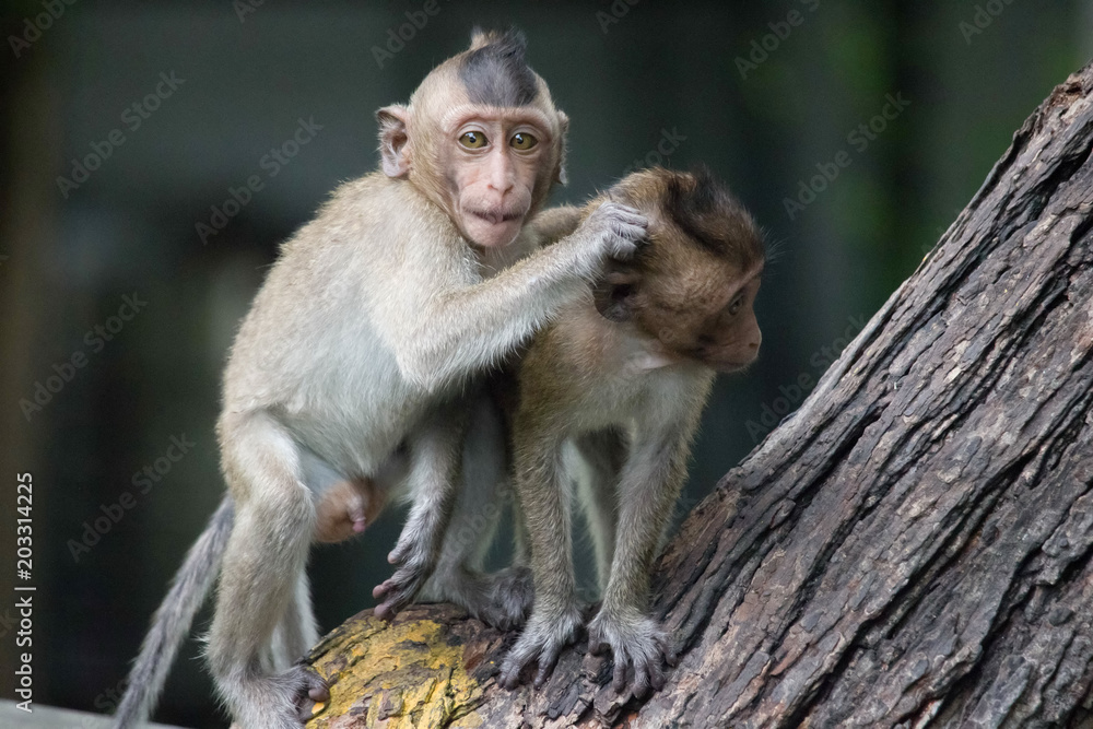 Fototapeta premium 可愛いサル