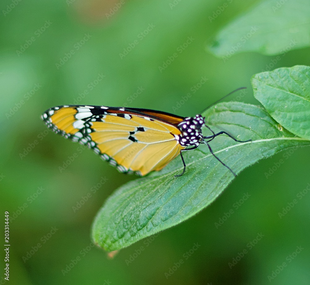 Beautiful butterfly resting on a leaf Beautiful butterfly resting on a leaf