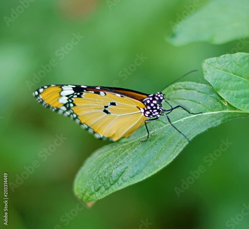 Beautiful butterfly resting on a leaf © kayode
