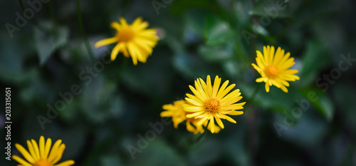 yellow daisy grows in the garden in the spring