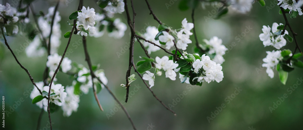 branches of fruit tree hang down with white blooms in the garden in the spring branches of fruit tree hang down with white blooms in the garden in the spring