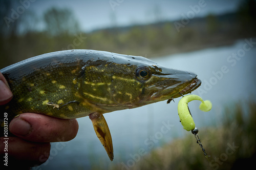 Fototapeta Naklejka Na Ścianę i Meble -  Fish in the fisherman's hand. The pike is caught on a jig with a soft silicone bait. The bait in the ravenous jaw. Fishing with spinning.