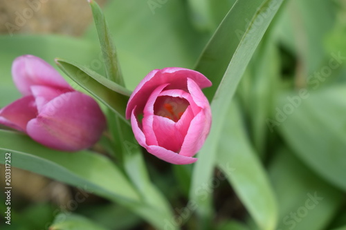 Rozkwitające różowe tulipany Pink tulips blooming for spring background © Anna