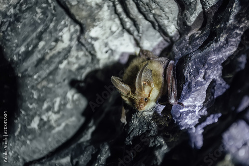 Brown common long-eared bat (Plecotus auritus) in chalky cave