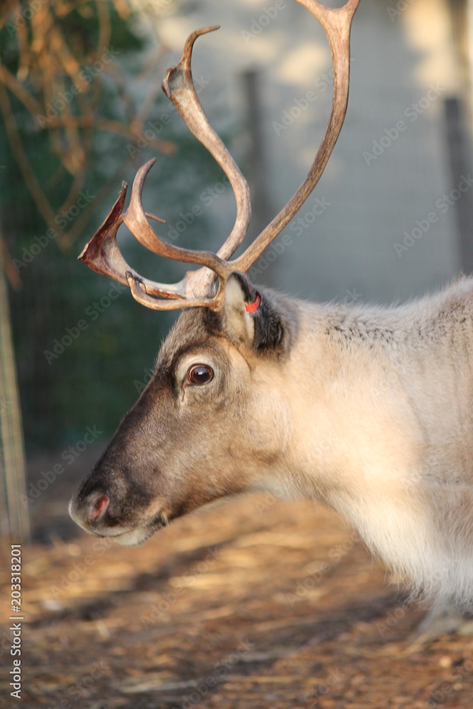 Fototapeta premium reindeer in stable ready for christmas