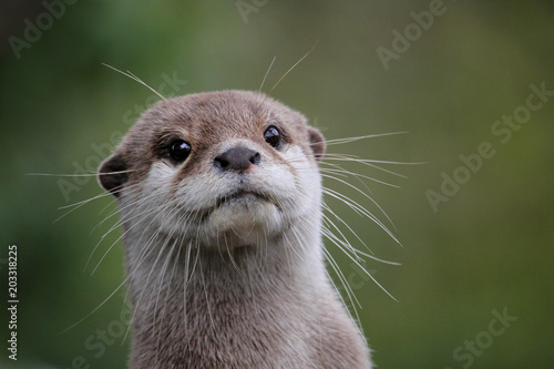 Cute close up portrait of an Asian or Oriental small clawed otter (Aonyx cinerea) with out of focus background photo
