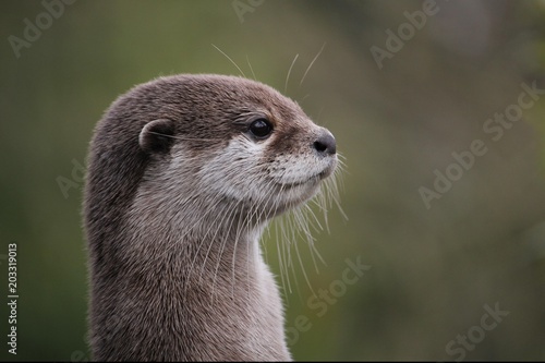 Cute close up portrait of an Asian or Oriental small clawed otter (Aonyx cinerea) with out of focus background