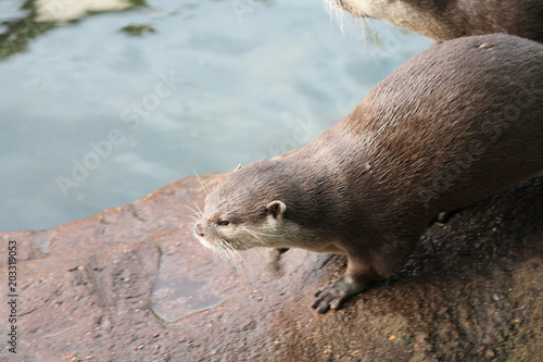 otter Asian small-clawed otters stock, photo, photograph, image, picture, 