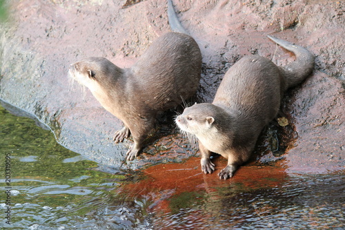 otter Asian small-clawed otters